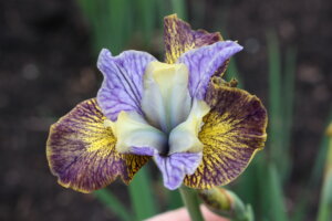 Iris flower with yellow and purple outer petals and pale bue inner petals
