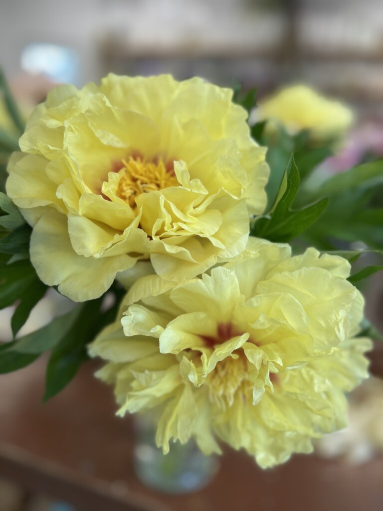 2 yellow peony flowers in full bloom