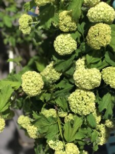 Green shrub with zingy lime ball shaped blooms