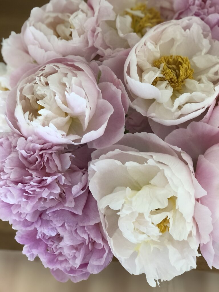 Variety of pale pink and white peonies