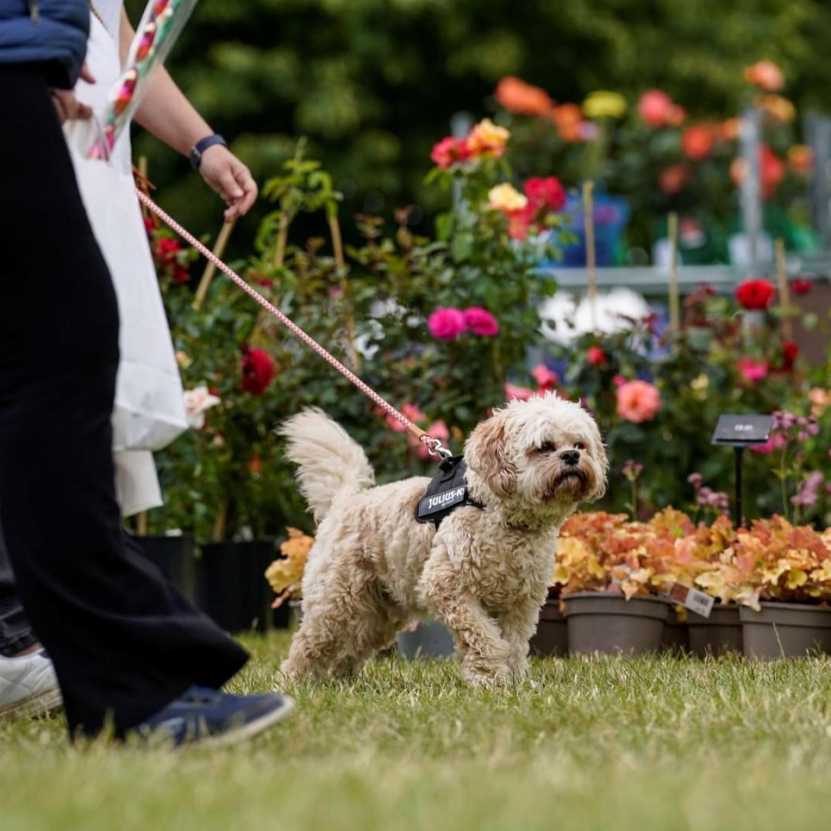 Dog on a lead at a flower show
