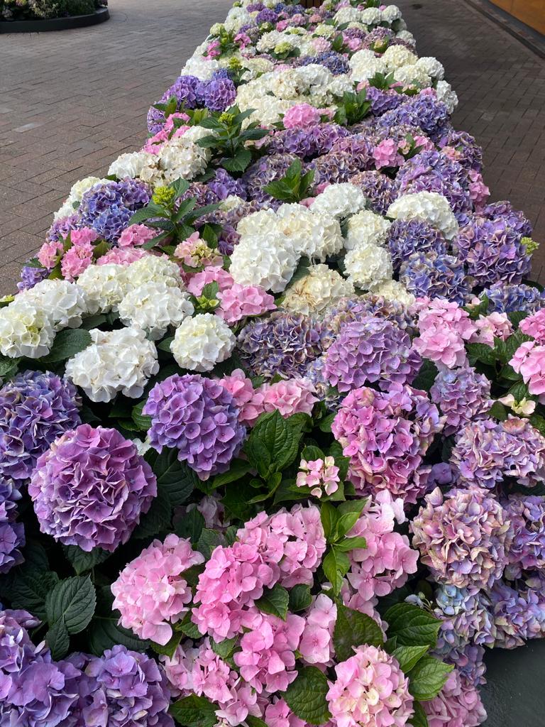 bed of mixed coclur hydrangeas