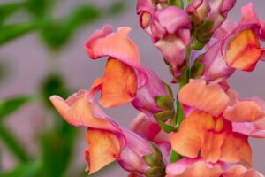 pink and orange florets on a snapdragon close up