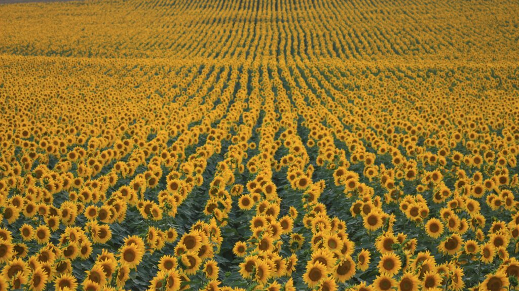 Field of yellow sunflowers