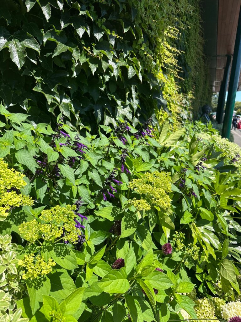 Green and purple flowers