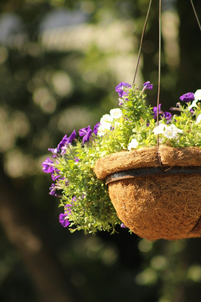 Hanging basked of white and purple flowers