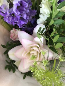 large white roselily with pale pink edging