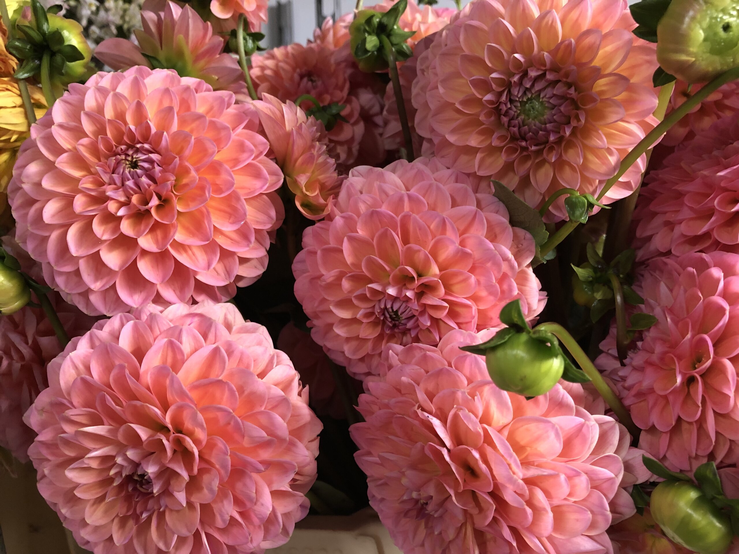 bunch of pink pompom dahlias