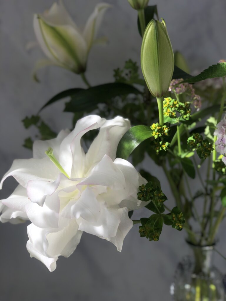 a large white double roselily 