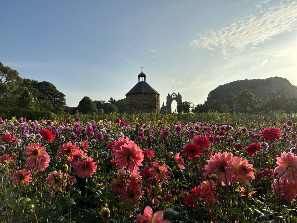 Field of dahlias