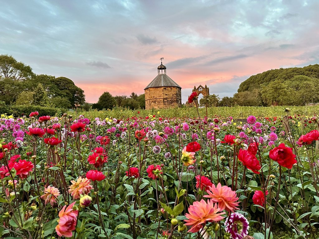 Field of dahlias 