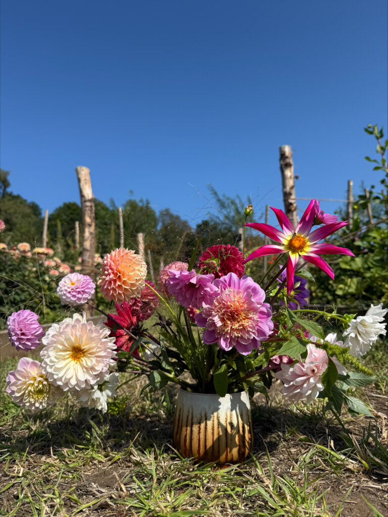 Vase of dahlia flowers on the grass with blue sky backgrouns
