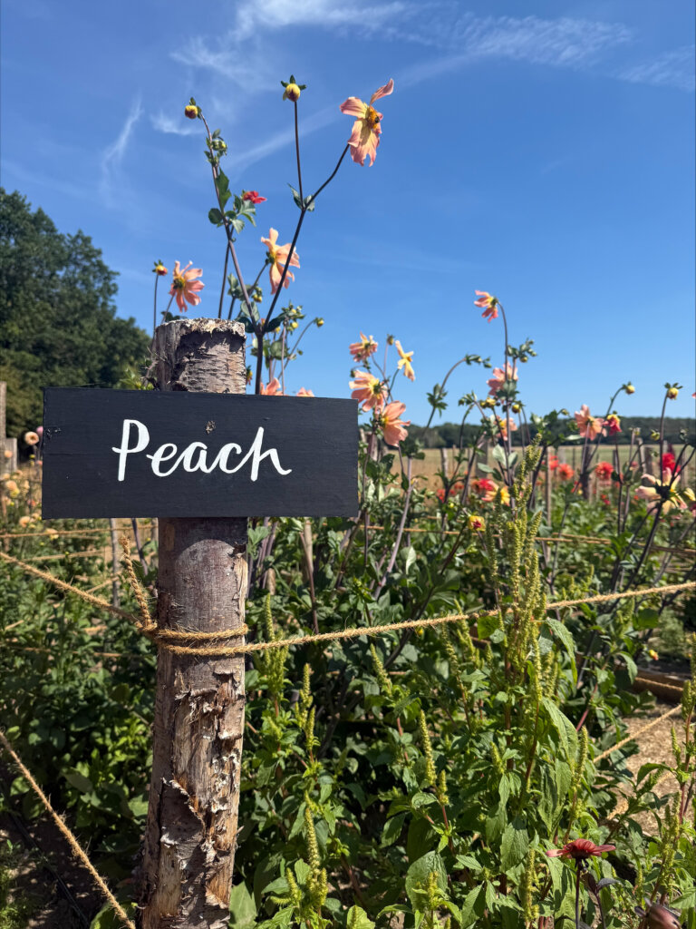Sign saying Peach in a field of dahlia flowers